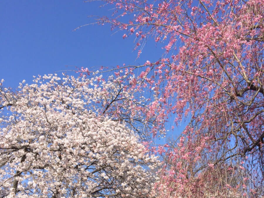 満開の桜